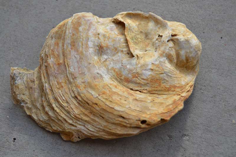 Ostrea?